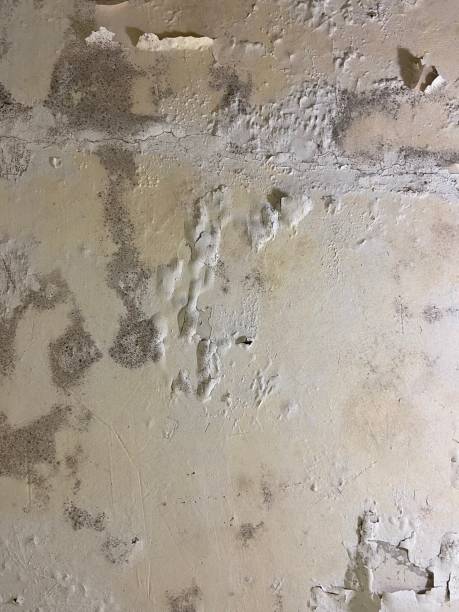Best Affordable Mold Removal  in Dolton, IL