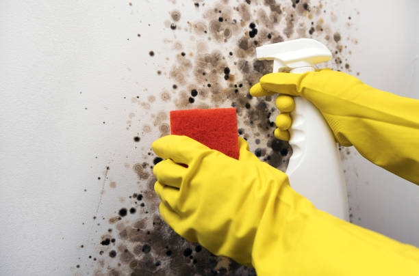 Best Toxic Mold Removal  in Dolton, IL