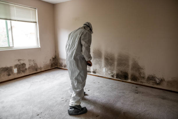 Best Attic Mold Removal  in Dolton, IL